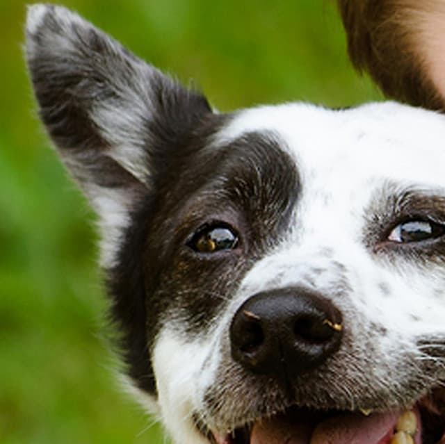 Pet Care Music Therapy