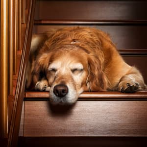 Melodías Lofi Suaves Para La Calma De Mascotas - Sonido universal