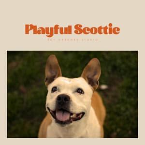 Playful Scottie - Relaxing Dogs