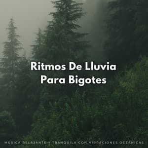 Ritmos De Lluvia Para Bigotes: Música Relajante Y Tranquila Con Vibraciones Oceánicas - Los sonidos de las olas del mar
