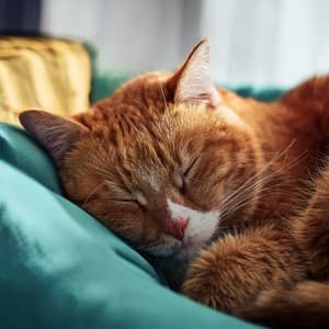 Modo Chill De Gato: Ritmos De Hip Hop Para Relajación - Ondas Alfa Ondulantes