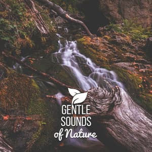 Gentle Sounds of Nature - Kings of Nature