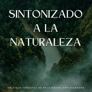 Sintonizado A La Naturaleza: Un Viaje Forestal De Relajación Con Diapasón - Ruidos ambientales forestales