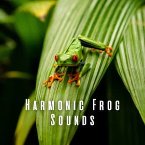 Harmonic Frog Sounds - Relaxing Music