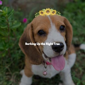 Barking Up the Right Tree - Música Tranquila para Bares
