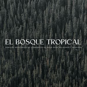 El Bosque Tropical: Sonidos Relajantes De Corrientes De Agua Para Relajarse Y Respirar - Aves del bosque sueco