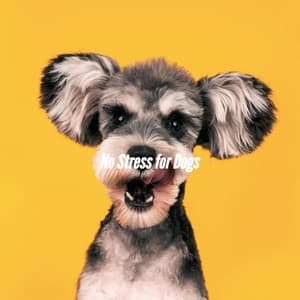 No Stress for Dogs - Abend Jazz