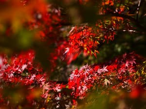 Khachaturian: Concerto for Cello - Tchaikovsky: Concerto for Violin - Moscow RTV Symphony Orchestra