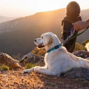 Música Pacífica Para La Reducción Del Estrés De Mascotas - DNA de naturaleza