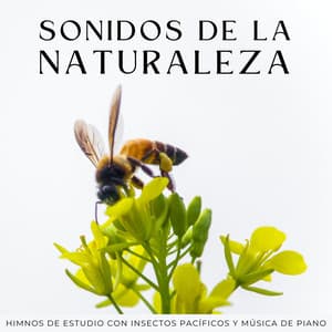 Sonidos De La Naturaleza: Himnos De Estudio Con Insectos Pacíficos Y Música De Piano - Ruidos de la Naturaleza