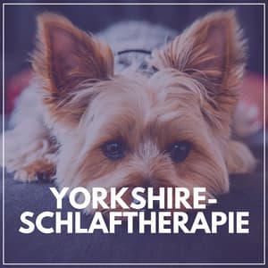 Yorkshire-Schlaftherapie - Hundemusik