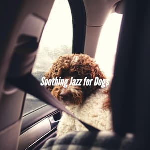 Soothing Jazz for Dogs - Jazz for Dogs
