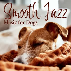 Smooth Jazz Music for Dogs: Relaxing Jazz to Calm Dog Anxiety and Stress - Calming Jazz Relax Academy