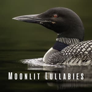 Moonlit Lullabies: Sleep Serenades with Loon Harmony - Noisy Moons