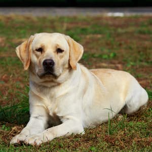 Melodic Woofs: Ambient Tones for Calming Dogs - Calming Dog Music