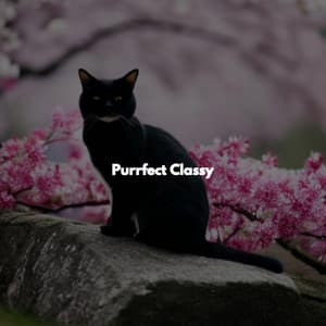 Purrfect Classy - Música de Lujo para Cafeterías