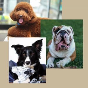 Backdrop for Sweet Pups - Relaxing Dog Music Society