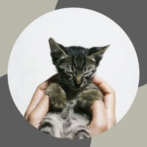 Backdrop for Lonely Cat - Trumpet and Alto Sax - Cat Music Relaxation