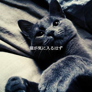 猫が気に入るはず - Cafe Jazz Coffee House