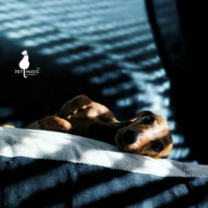 Dogs Dream in Blue Light - Pet Music Academy