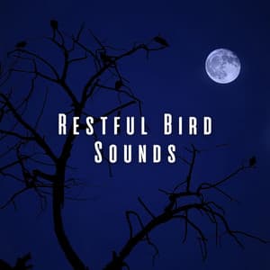 Restful Bird Sounds - Birds In The Forest