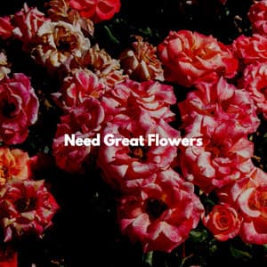 Need Great Flowers - Jazz Vibe Chill Out