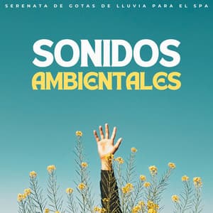 Sonidos Ambientales: Serenata De Gotas De Lluvia Para El Spa - Registradores de lluvia
