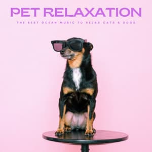 Pet Relaxation: The Best Ocean Music To Relax Cats & Dogs - Dog Music Radio