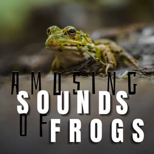 Amusing Sounds of Frogs - Frog Sounds