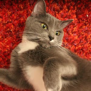 Piano Rain Kisses for Your Elegant Cat - Worldwide Nature Studios