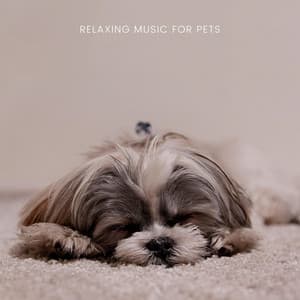 Relaxing Music For Pets - Relaxing Piano For Pets