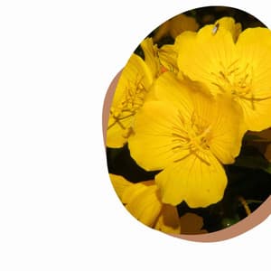 Background Music - Self Care Days - Musique du Dimanche Matin