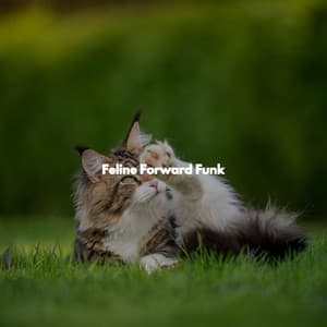 Feline Forward Funk - Quiet Coffee Shop Jazz