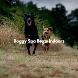 Doggy Spa Beats Indoors - Brillante Jazz Rilassante