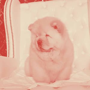 Music for Doggo Resting - Happy Calm Jazz for Dogs