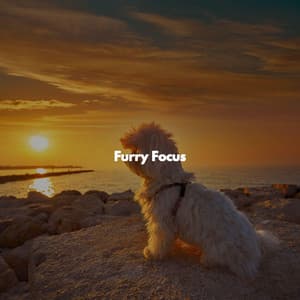 Furry Focus - Jazz Playlist