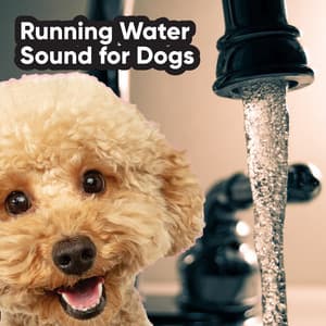 Running Water Sound for Dogs - White Noise Collectors
