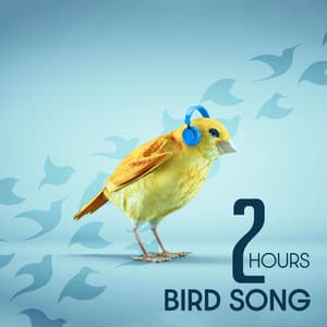 2 Hours Bird Song: The Sounds of Nature for a Quiet Mind - Forest Winston