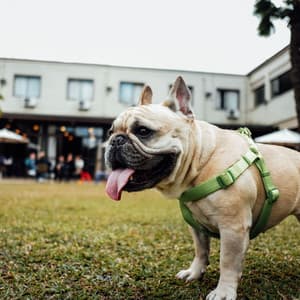 Sublime Ambiance for Cute Dog Behavior - Good Dog Music