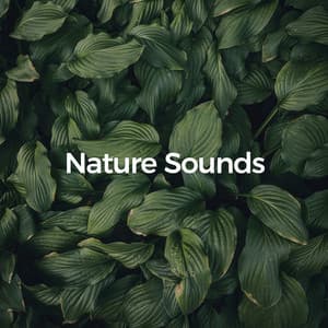 Nature Sounds - Rain WRLD