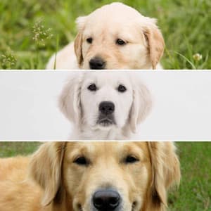 Music - The Happiest Dogs - Calming Dog Jazz