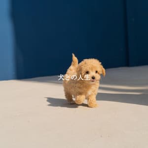 犬との人生 - Chill Jazz