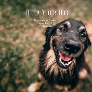 Separation Anxiety Music for Dog Relaxation - Help Your Dog - Dog & Calm