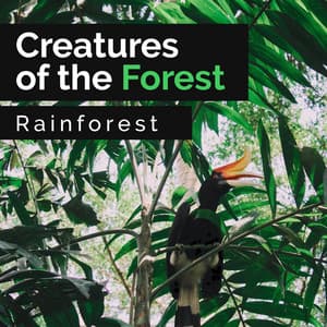 Creatures of the Forest - Rainforest