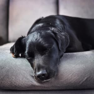 Música Para Mascotas: Compañeros Armoniosos - Paisajes de alegría