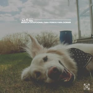 Música Excepcional para Perros para Dormir - Mascotas tranquilas