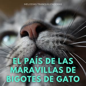 El País De Las Maravillas De Bigotes De Gato: Melodías Tranquilizadoras - Tarde relajante