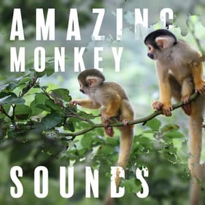 Amazing Monkey Sounds: Exotic Jungle Mood, Animal ASMR for Relaxation - Exotic Nature Kingdom