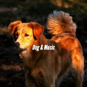 Dog & Music - Calming Jazz For Dogs