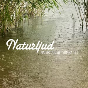Naturljud att somna till - Naturljud